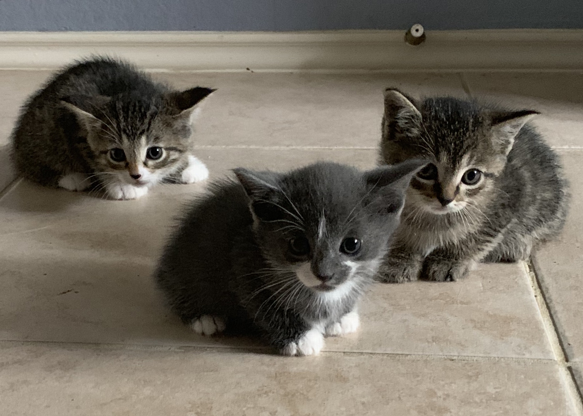 Healthy Kittens