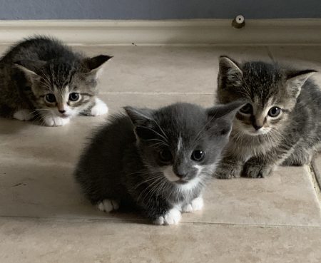Healthy Kittens