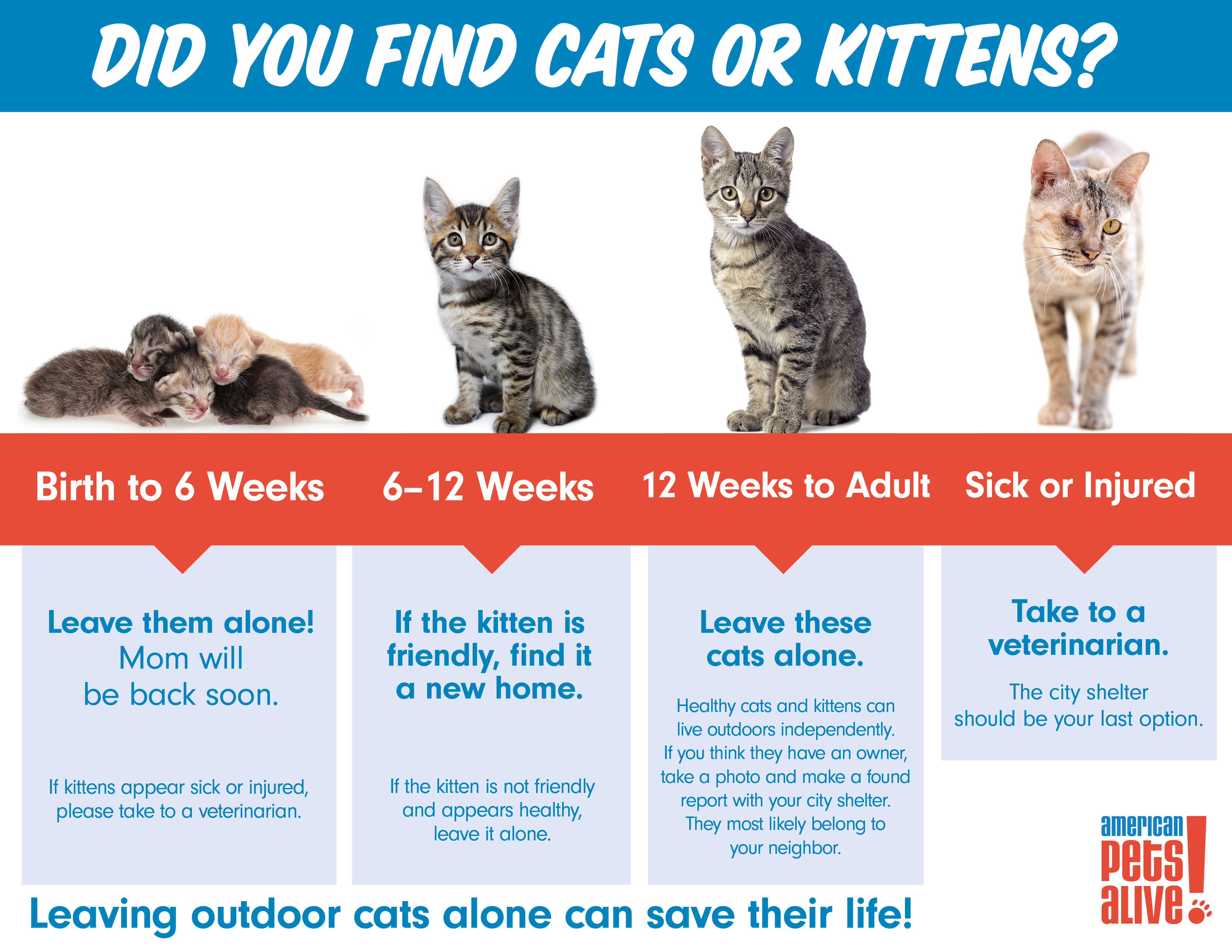 What to Do Found Cats or Kittens Infographic